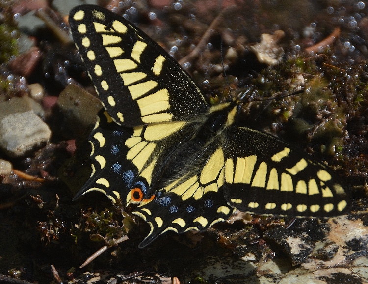 monarch butterfly